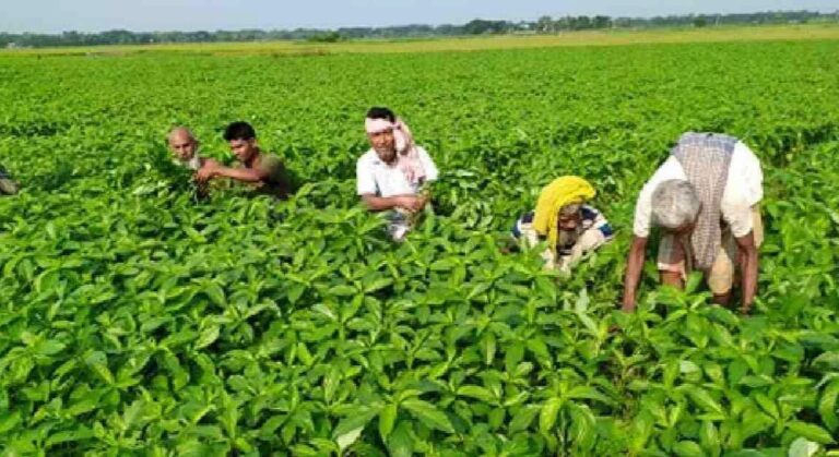 পাটের উৎপাদন বাড়াতে ৪ লাখ চাষিকে ৮ কোটি টাকার প্রণোদনা দেবে সরকার